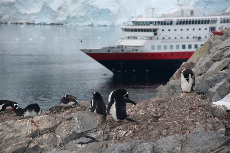 Penguins in front of an expedition ship