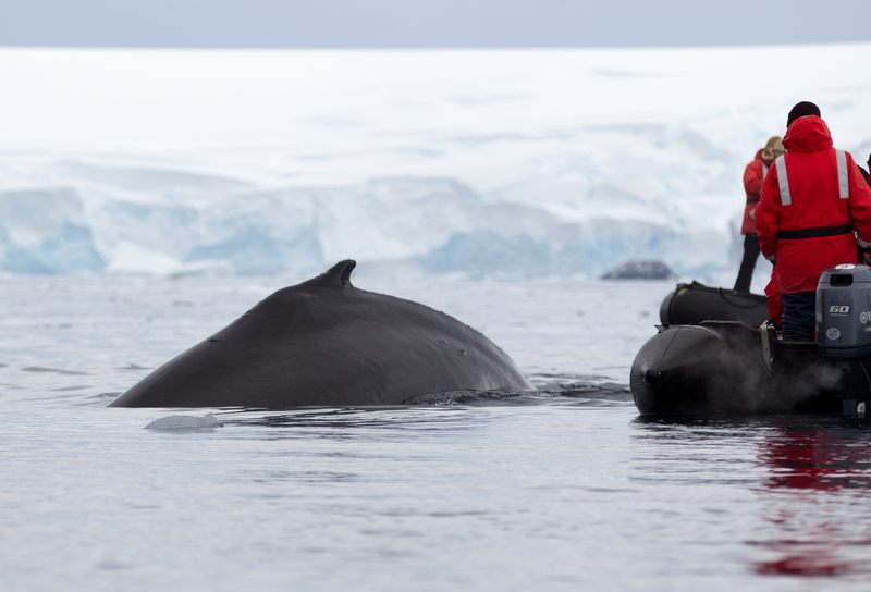Whale beside a small boat